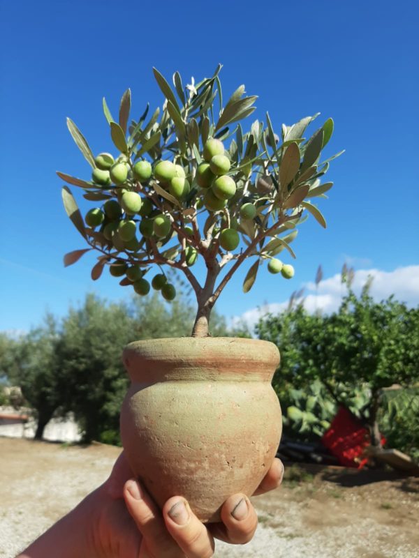olea europaea ulivo terra d'africa coccio terracotta bomboniera bonsai matrimonio