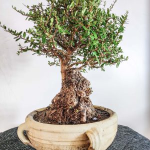 bonsai ulivo olea europaea prebonsai pre-bonsai ogliasto oleastro ciotola terracotta handmade bomboniera matrimonio,