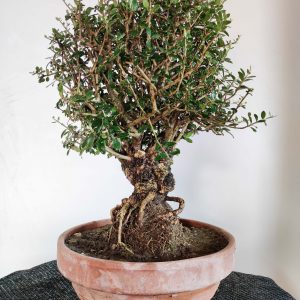 ESEMPLARE olea europaea in ciotola di terracotta rigata bonsai ulivo