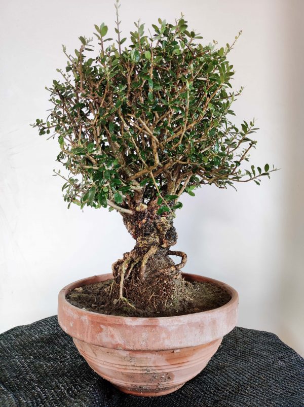 ESEMPLARE olea europaea in ciotola di terracotta rigata bonsai ulivo
