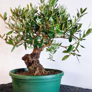 ESEMPLARE olea europaea ulivo in ciotola RUMBA bonsai pianta ornamentale idea regalo natura bio