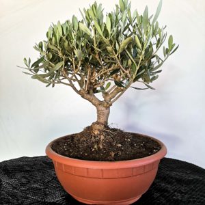 bonsai ulivo olea europaea cipressino ciotola olive idea regalo