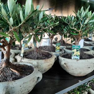 ciotola con manici 20 terra d'africa terracotta ulivo bonsai matrimonio bomboniera olea europaea