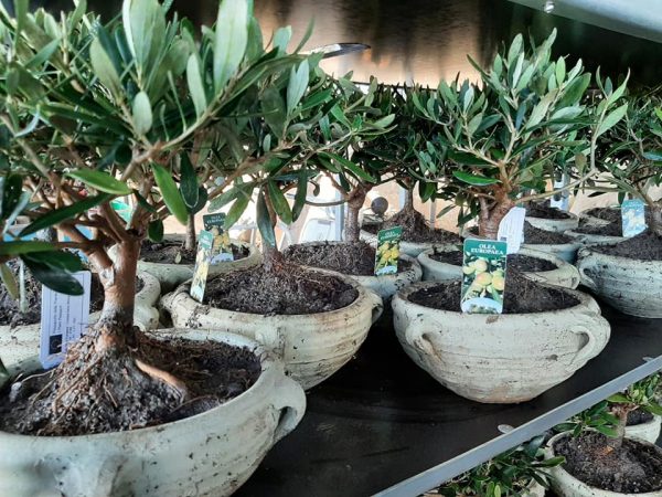 ciotola con manici 20 terra d'africa terracotta ulivo bonsai matrimonio bomboniera olea europaea