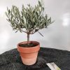 olea-europaea-in-vaso-a-campana-15cm-terracotta-bonsai-ulivo-bomboniera-matrimonio-battesimo