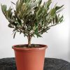 olea-europaea-ulivo-alberello-cespuglio-bonsai-21-jolly-vaso-plastica-ornamentale-olive-davanzale-interno-esterno