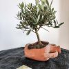 vaso anfora giara appoggiata con apertura laterale artistica ulivo bonsai TEMPESTA