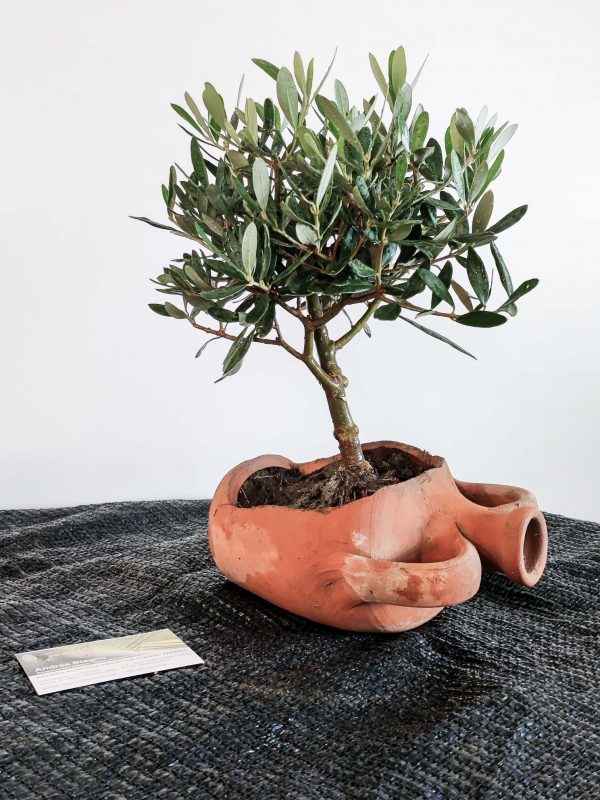 vaso anfora giara appoggiata con apertura laterale artistica ulivo bonsai TEMPESTA