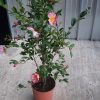 camelia camellia sasanqua fiori fioritura fiorita siepe sempreverde giardino piante pianta esterno