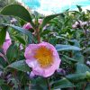 fiore fioritura fiori camelia camellia sasanqua sempreverde siepe profumo giardino vaso esterno