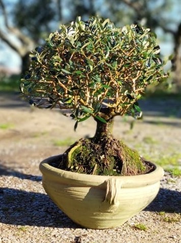 bonsai ciotola con manici Terra d'Africa 45 terracotta prebonsai pre-bonsai olea europaea ulivo olive ogliastro oleastro