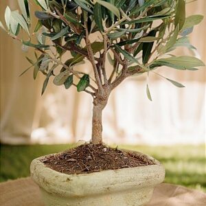 bonsai di ulivo bomboniera bonsai matrimonio