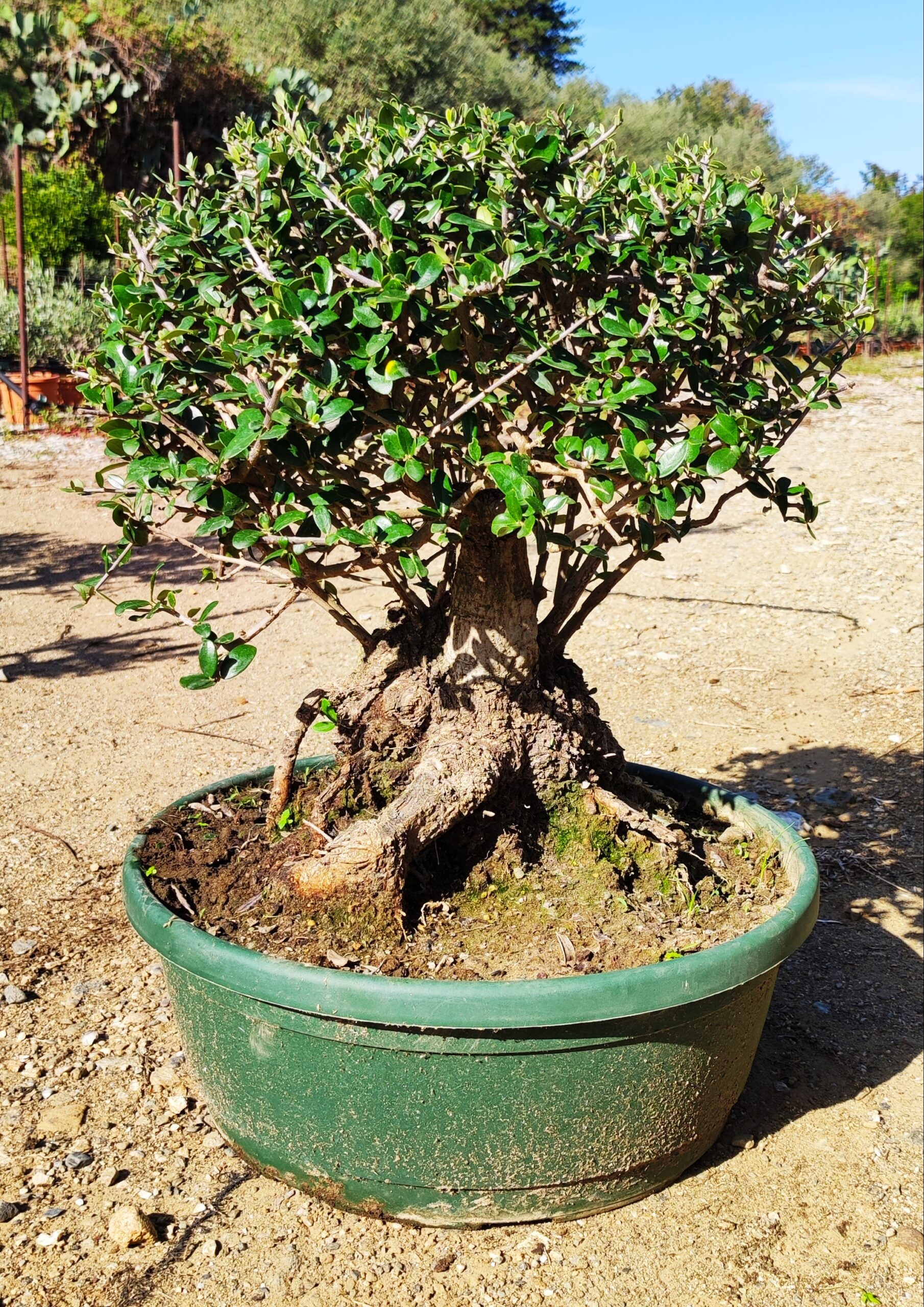 Bonsai esemplare olea europaea ulivo olive terracotta ciotola prebonsai pre-bonsai giardinaggio idea regalo natura bio