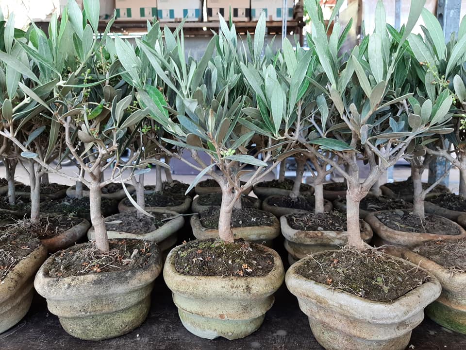 bonsai in ciotola quadra terracotta fatta a mano terra d'africa prebnsai ulivo olive olea europaea ogliastro