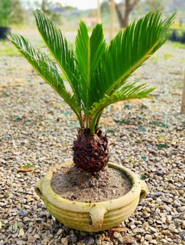 pianta palma cycas revoluta ciotola terracotta terra d'africa con manici fatta a mano palmizia palmizie palme sempreverde giardino