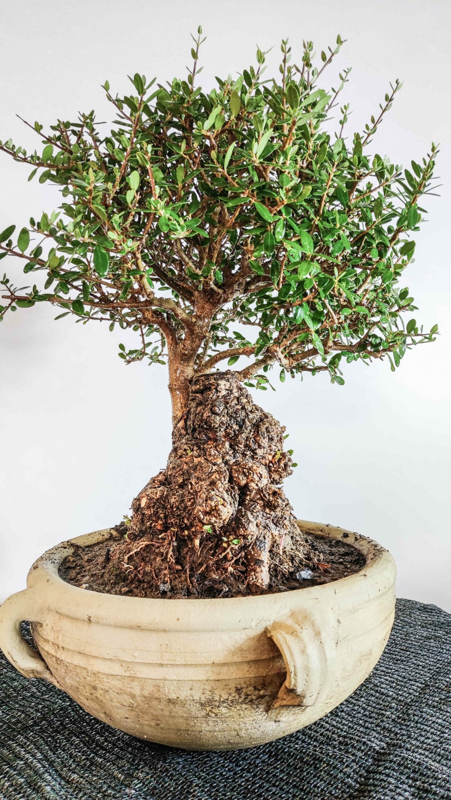 bonsai ulivo olea europaea prebonsai pre-bonsai ogliasto oleastro ciotola terracotta handmade bomboniera matrimonio,