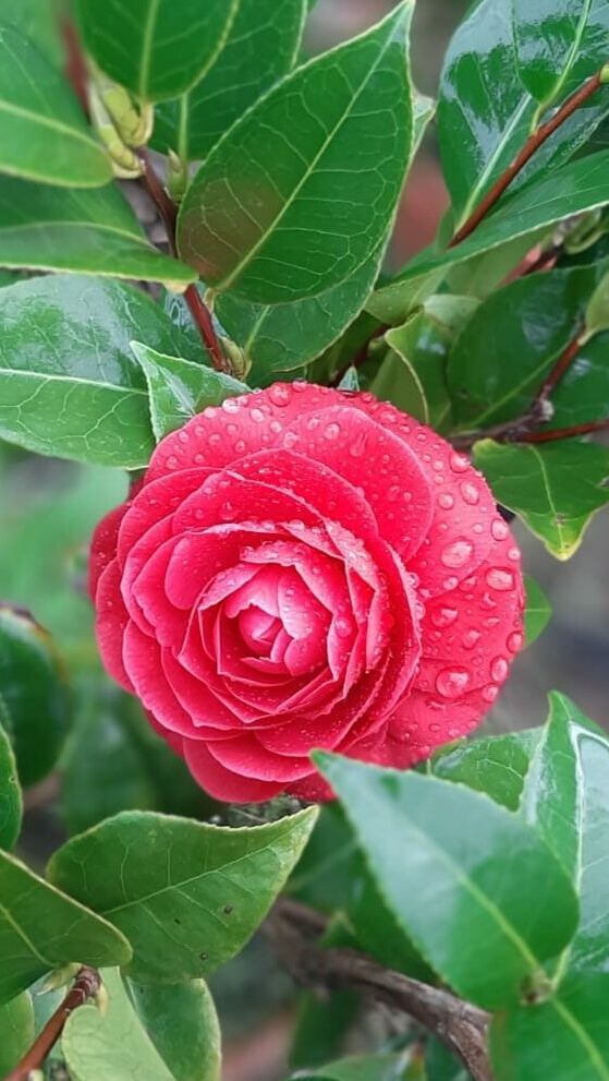 camellia japonica piante fiorite in vaso da interno balcone giardino